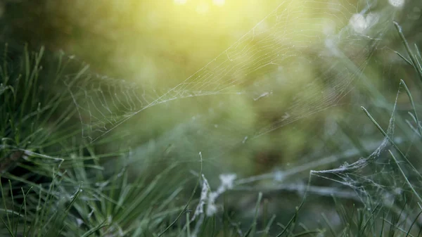 Ladin dallarındaki bir örümcek tarafından örülmüş örümcek ağı. Ladin dalları bir örümceğin ağına dolanmış. Arka plan bulanık. Arkaplan