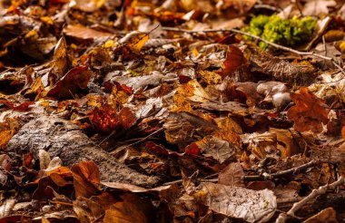 Tam kare orman zemin yaprakları, yosun ve dalları, önden görünüm