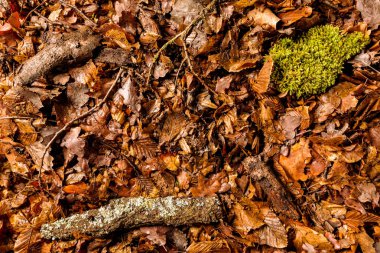 Ormanın tam kare yaprakları ile moss zemin ve dalları, görüntüle yukarıdan