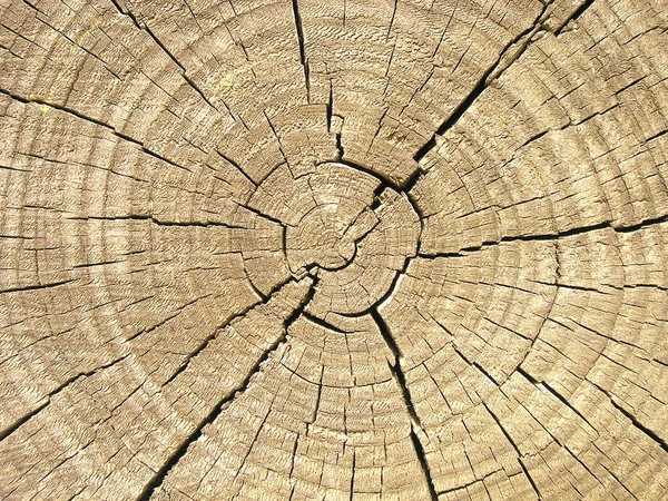 Fine Della Texture Del Log — Foto Stock