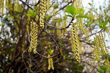 Böbrek küpeleri ilkbaharda ağaca asılır. Bahar ağacı dalı.