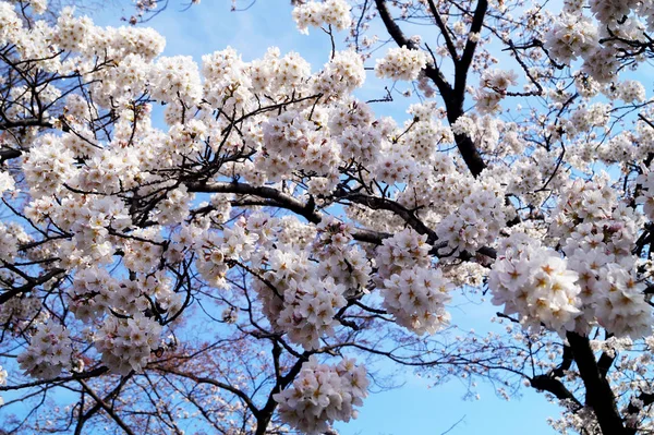 Sakura Kirschblüten Einem Zweig Aus Nächster Nähe Rosa Sakura Blüte — Stockfoto