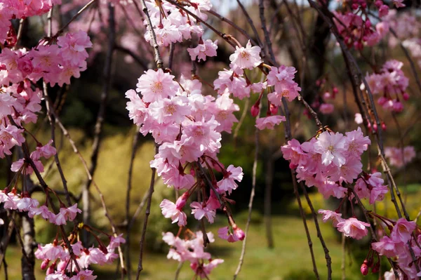 Las Flores Sakura Cerezo Rama Acercan Flor Sakura Rosa Festival —  Fotos de Stock