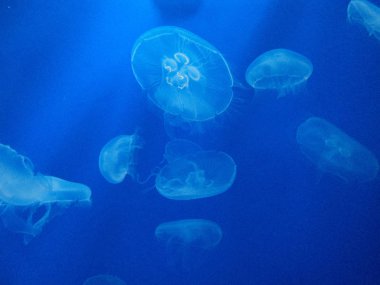 güzel denizanası suda yüzmek