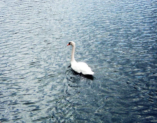 White Beautiful Bird Swan Swims Pond Lake — Stock Photo, Image