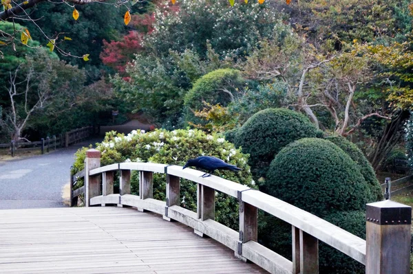 日本の伝統的な日本庭園の橋の上に座っているカラス — ストック写真