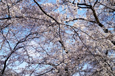 Tokyo Japonya'da gökyüzüne karşı bir dal üzerinde kiraz çiçekleri