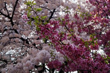 Tokyo Japonya'da farklı renklerde ağaçların dalları Sakura çiçekleri