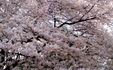 Tokyo Japonya'da çiçek açan sakura ağacı