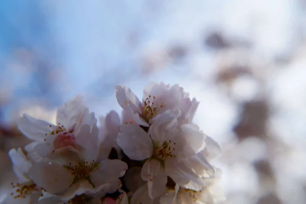 Flores Cerezo Contra Cielo —  Fotos de Stock