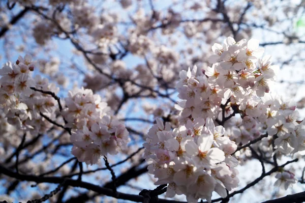 東京の空に対する桜 — ストック写真