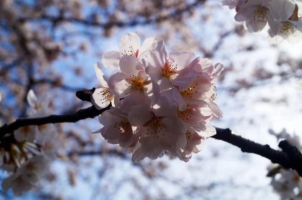 Cereja Floresce Contra Céu Tóquio Japão — Fotografia de Stock