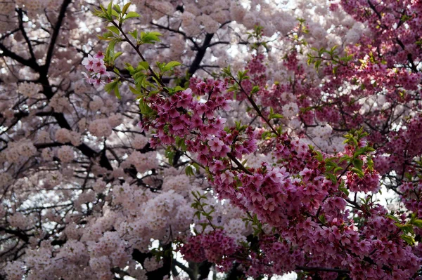 日本东京不同颜色的树枝上的樱花 — 图库照片