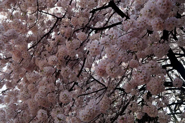 東京の木の枝に桜の花を咲かせる — ストック写真