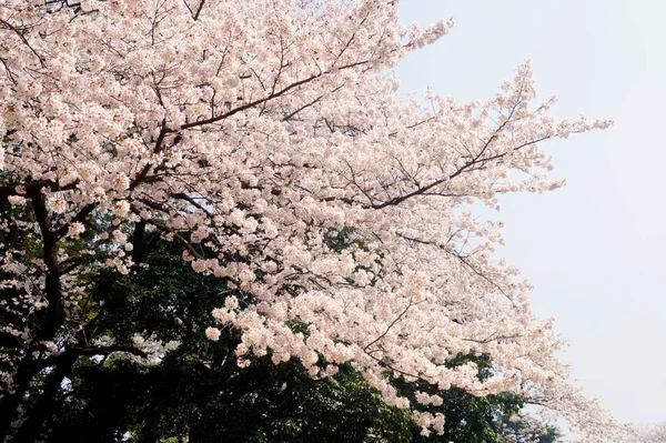 Árvore Sakura Florescente Contra Céu Azul Tóquio Japão — Fotografia de Stock