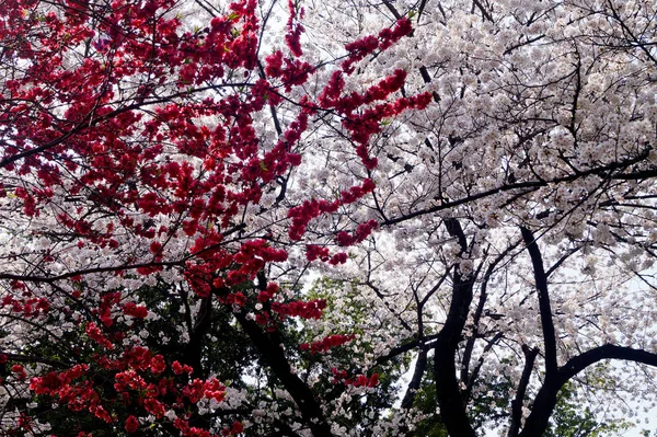 東京の赤いピンクと白の木の枝に咲く桜の花 — ストック写真