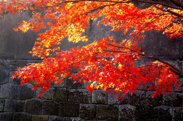 Foglie Autunnali Rosse Acero Ramo Sullo Sfondo Antica Parete Parco — Foto Stock