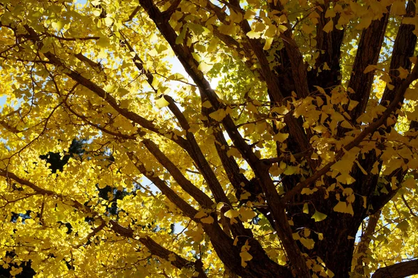 Φθινοπωρινό Πάρκο Στο Τόκιο Ιαπωνία Όμορφα Φθινοπωρινά Φύλλα Στα Δέντρα — Φωτογραφία Αρχείου