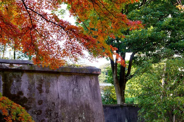 Parco Autunnale Tokyo Giappone Belle Foglie Autunnali Sugli Alberi — Foto Stock