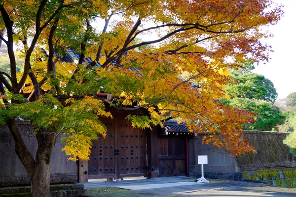 東京の秋の公園 木々の美しい紅葉 — ストック写真