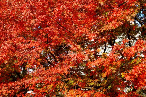 Parco Autunnale Tokyo Giappone Belle Foglie Autunnali Sugli Alberi — Foto Stock