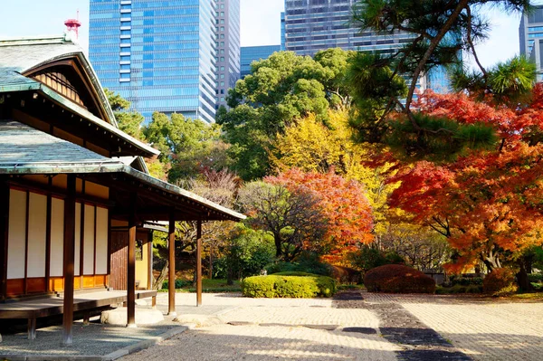 Autumn park in Tokyo, Japan. Beautiful autumn leaves on the trees.