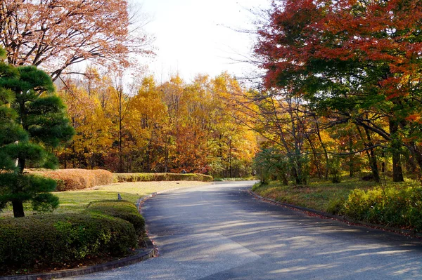 東京の秋の公園 木々の美しい紅葉 — ストック写真