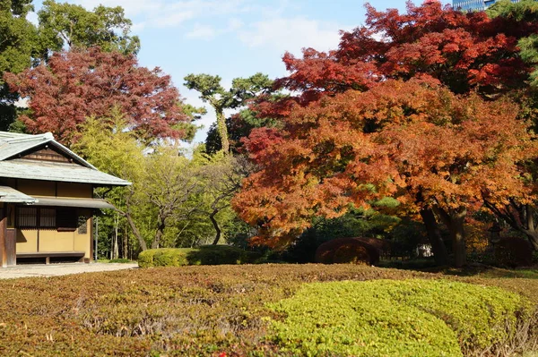 東京の秋の公園 木々の美しい紅葉 — ストック写真