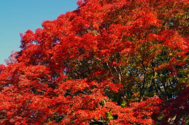 Tokyo, Japonya'da sonbahar parkı. Ağaçlarda güzel sonbahar yaprakları.