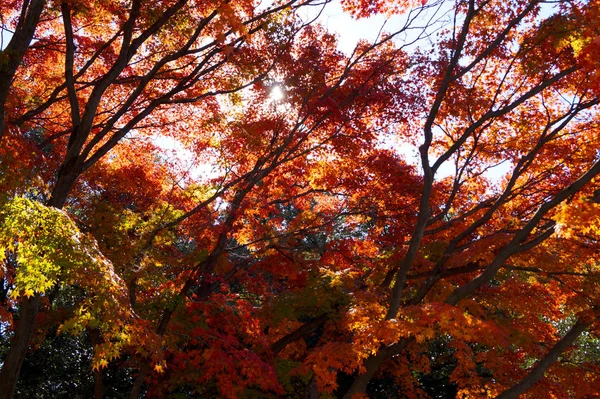 Parco Autunnale Tokyo Giappone Belle Foglie Autunnali Sugli Alberi — Foto Stock