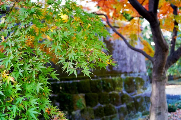 Parque Outono Tóquio Japão Lindas Folhas Outono Nas Árvores — Fotografia de Stock