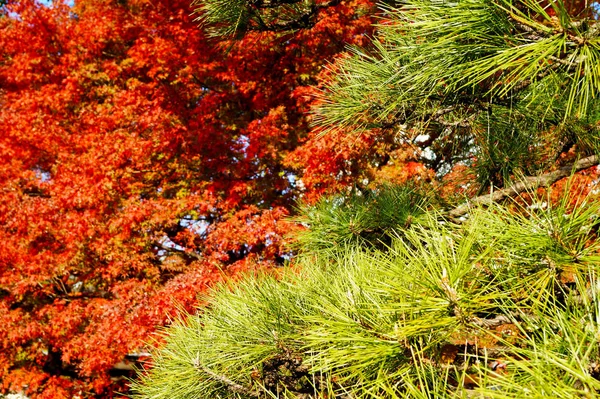 Parco Autunnale Tokyo Giappone Belle Foglie Autunnali Sugli Alberi — Foto Stock