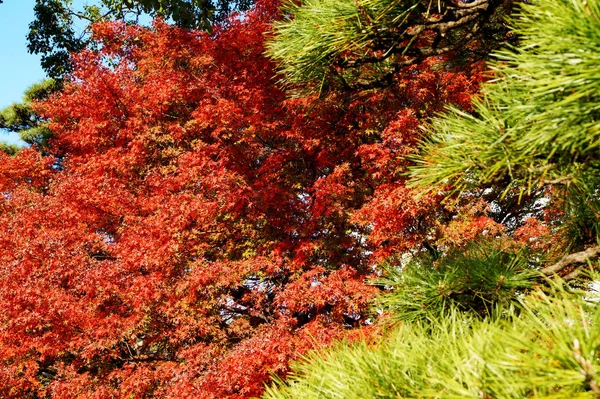 Parco Autunnale Tokyo Giappone Belle Foglie Autunnali Sugli Alberi — Foto Stock