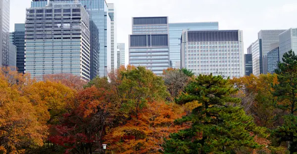 Parque Outono Tóquio Japão Lindas Folhas Outono Nas Árvores — Fotografia de Stock