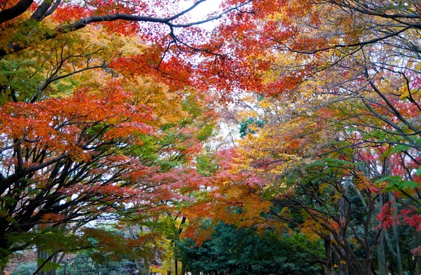 Parque Outono Tóquio Japão Lindas Folhas Outono Nas Árvores — Fotografia de Stock