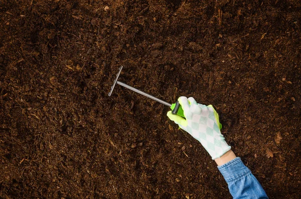 Trabajando en el jardín, plantando una planta. Vista superior del suelo . — Foto de Stock