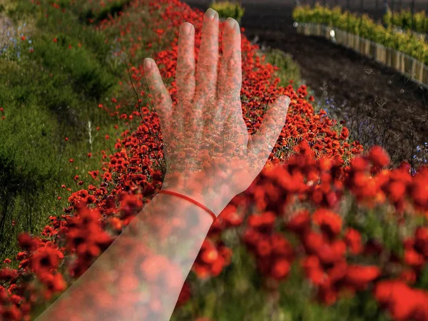 Doble Exposición Una Mano Mujer Tocando Campo Primavera — Foto de Stock