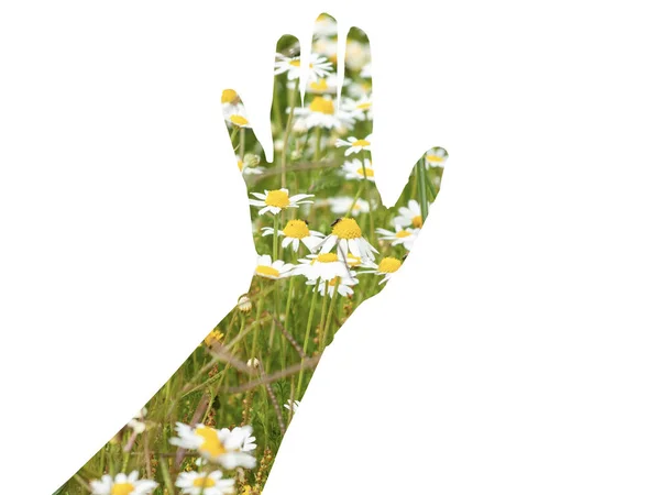 Dupla Exposição Uma Mulher Mão Tocando Campo Com Flores Margarida — Fotografia de Stock