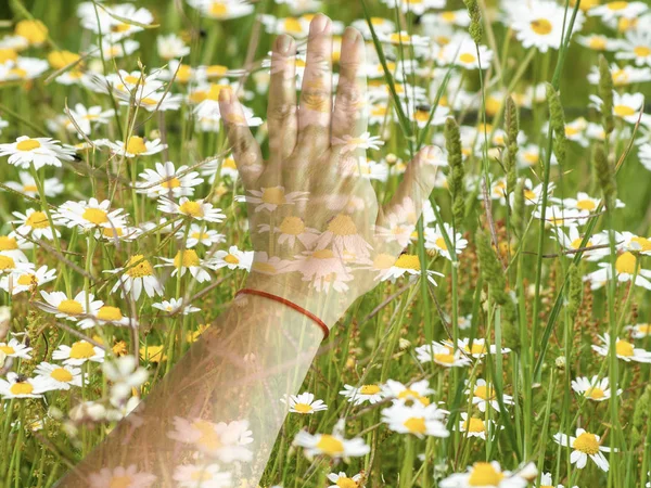 Doble Exposición Una Mano Mujer Tocando Campo Primavera — Foto de Stock