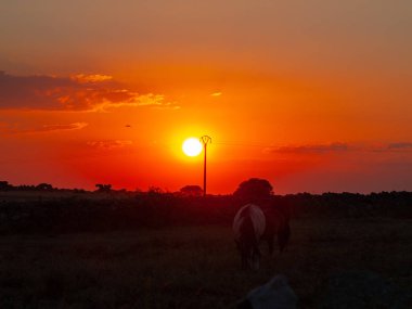 Horse at the sunset grazing in the spanish dehesa clipart