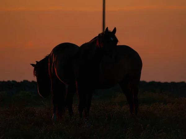 Caballo Atardecer Pastando Dehesa Española — Foto de Stock