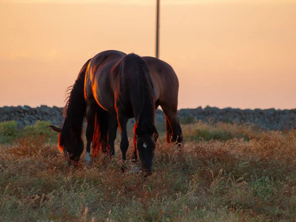 Cheval Coucher Soleil Broutant Dans Dehesa Espagnole — Photo