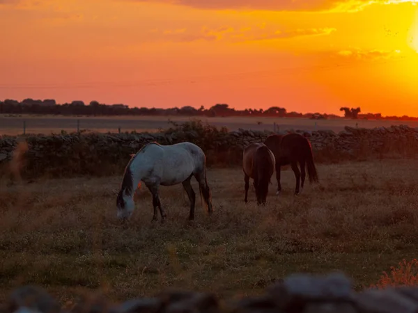 Caballo Atardecer Pastando Dehesa Española — Foto de Stock