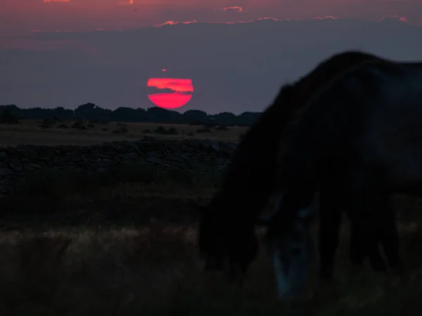 Caballo Atardecer Pastando Dehesa Española — Foto de Stock