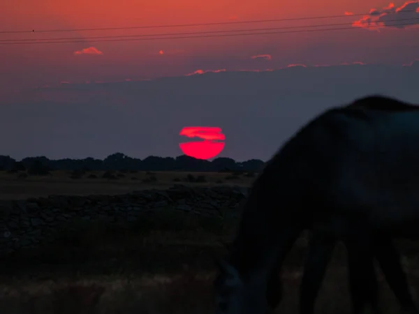 Pferd Bei Sonnenuntergang Auf Der Weide Der Spanischen Dehesa — Stockfoto