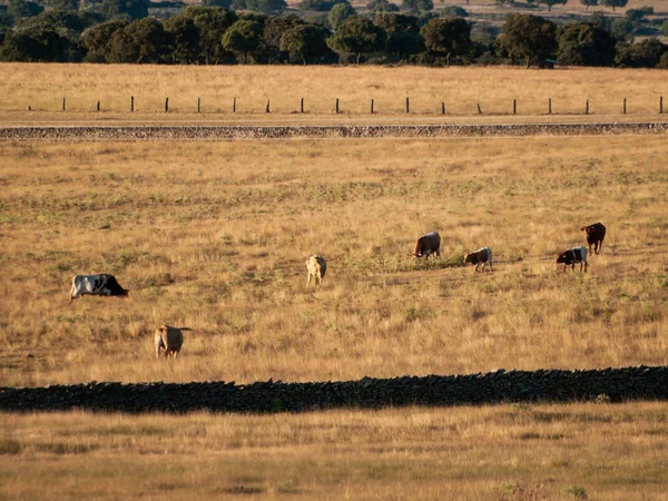 Cavalo Pôr Sol Pastando Espanhol Dehesa — Fotografia de Stock