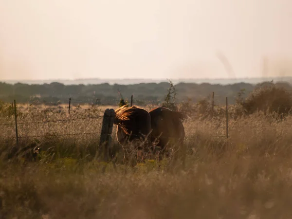 Horse Sunset Grazing Spanish Dehesa — Stock Photo, Image