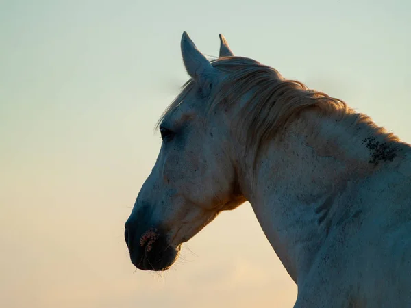 Horse Sunset Grazing Spanish Dehesa — Stock Photo, Image