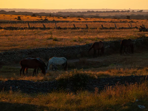 Caballo Atardecer Pastando Dehesa Española —  Fotos de Stock