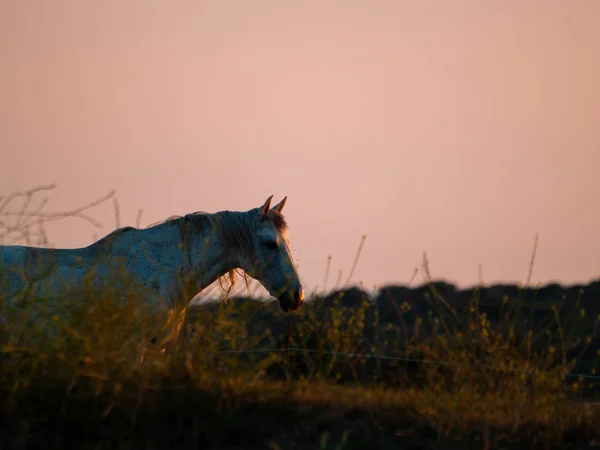 Caballo Atardecer Pastando Dehesa Española — Foto de Stock